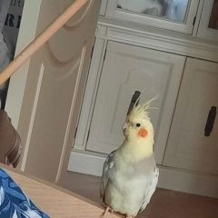 Подробнее об объявлении «Пропал попугай корелла Москва» Фото: пропало другое животное  «Пропал попугай корелла Москва» в г. Москва