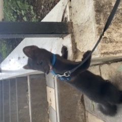 Подробнее об объявлении «Пропало домашнее животное соболь домашний Москва» Фото: пропало другое животное  «Пропало домашнее животное соболь домашний Москва» в г. Москва