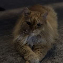 Подробнее об объявлении «Пропало домашнее животное кот Москва» Фото: пропало другое животное  «Пропало домашнее животное кот Москва» в г. Москва