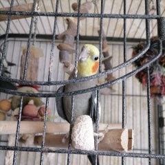 Подробнее об объявлении «Пропал попугай Москва» Фото: пропало другое животное  «Пропал попугай Москва» в г. Москва