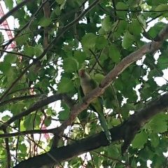 Подробнее об объявлении «Пропал попугай монах квакер калита Москва» Фото: пропало другое животное  «Пропал попугай монах квакер калита Москва» в г. Москва