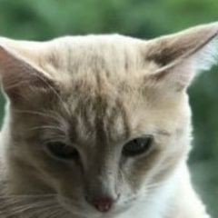 Подробнее об объявлении «Пропал кот пожалуйста, помогите найти питомца Краснодар» Фото: пропала кошка  «Пропал кот пожалуйста, помогите найти питомца...» в г. Краснодар