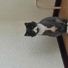 Подробнее об объявлении «Санкт-Петербург Пропало домашнее животное кот» Фото: пропало другое животное  «Санкт-Петербург Пропало домашнее животное кот» в г. Санкт-Петербург