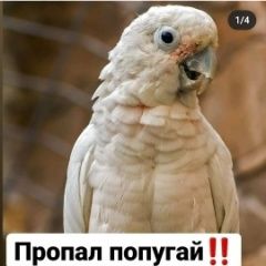 Подробнее об объявлении «Пропал попугай улетел попугай какаду Щелково» Фото: пропало другое животное  «Пропал попугай улетел попугай какаду Щелково» в г. Щелково