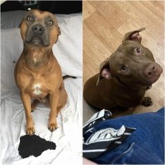 Подробнее об объявлении «Липецк Пропала собака кобель» Фото: пропала собака  «Липецк Пропала собака кобель» в г. Липецк