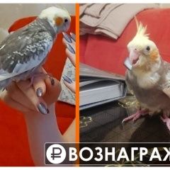 Подробнее об объявлении «Пропал попугай корелла Москва» Фото: пропало другое животное  «Пропал попугай корелла Москва» в г. Москва