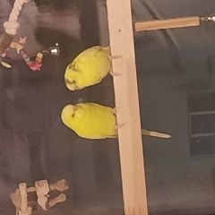 Подробнее об объявлении «Санкт-Петербург Пропало домашнее животное жёлтый волнистик» Фото: пропало другое животное  «Санкт-Петербург Пропало домашнее животное...» в г. Санкт-Петербург