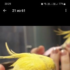 Подробнее об объявлении «Пропало домашнее животное корелла кузя Сочи» Фото: пропало другое животное  «Пропало домашнее животное корелла кузя Сочи» в г. Сочи