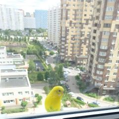 Подробнее об объявлении «Мытищи Пропал попугай» Фото: пропало другое животное  «Мытищи Пропал попугай» в г. Мытищи