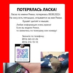Подробнее об объявлении «Москва Пропало домашнее животное ласка» Фото: пропало другое животное  «Москва Пропало домашнее животное ласка» в г. Москва