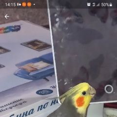 Подробнее об объявлении «Кострома Пропал попугай» Фото: пропало другое животное  «Кострома Пропал попугай» в г. Кострома