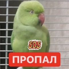 Подробнее об объявлении «Саратов Пропал попугай улетел попугай» Фото: пропало другое животное  «Саратов Пропал попугай улетел попугай» в г. Саратов