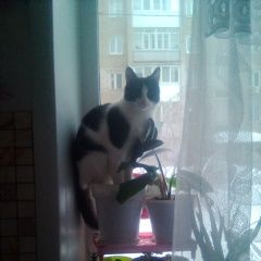 Подробнее об объявлении «Пропал кот Самара» Фото: пропала кошка  «Пропал кот Самара» в г. Самара