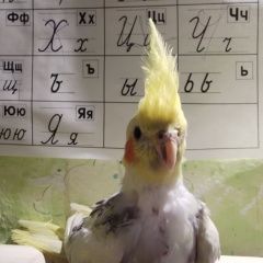 Подробнее об объявлении «Пропал попугай Таганрог» Фото: пропало другое животное  «Пропал попугай Таганрог» в г. Таганрог