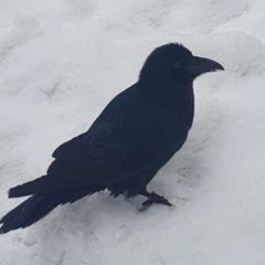 Подробнее об объявлении «Санкт-Петербург Пропало домашнее животное ручной чёрный ворон» Фото: пропало другое животное  «Санкт-Петербург Пропало домашнее животное...» в г. Санкт-Петербург