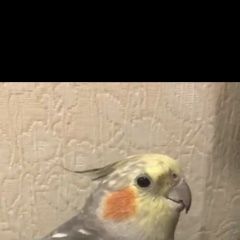 Подробнее об объявлении «Пропал попугай корелла ищем улетел Севастополь» Фото: пропало другое животное  «Пропал попугай корелла ищем улетел Севастополь» в г. Севастополь