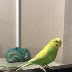 Подробнее об объявлении «Липецк Пропал попугай улетел волнистый попугай зелёного цвета» Фото: пропало другое животное  «Липецк Пропал попугай улетел волнистый попугай...» в г. Липецк