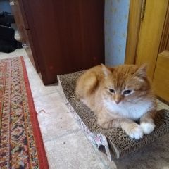 Подробнее об объявлении «Пропало домашнее животное котик Щелково» Фото: пропало другое животное  «Пропало домашнее животное котик Щелково» в г. Щелково