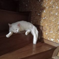 Подробнее об объявлении «Пропала кошка кот Железноводск(Ставропольский)» Фото: пропала кошка  «Пропала кошка кот Железноводск(Ставропольский)» в г. Железноводск(Ставропольский)
