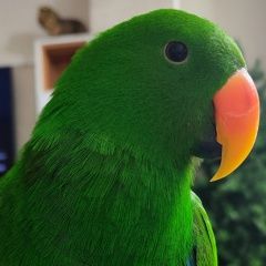 Подробнее об объявлении «Пропал попугай улетел попугай Сочи» Фото: пропало другое животное  «Пропал попугай улетел попугай Сочи» в г. Сочи