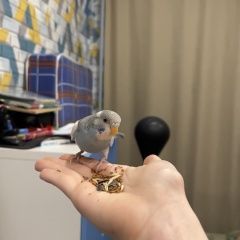 Подробнее об объявлении «Самара Пропал попугай улетел попугай» Фото: пропало другое животное  «Самара Пропал попугай улетел попугай» в г. Самара