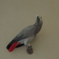 Подробнее об объявлении «Пропал попугай жако Севастополь» Фото: пропало другое животное  «Пропал попугай жако Севастополь» в г. Севастополь