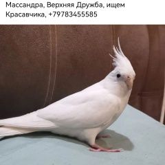 Подробнее об объявлении «Ялта Пропало домашнее животное» Фото: пропало другое животное  «Ялта Пропало домашнее животное» в г. Ялта