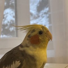 Подробнее об объявлении «Пропал попугай корелла Саратов» Фото: пропало другое животное  «Пропал попугай корелла Саратов» в г. Саратов