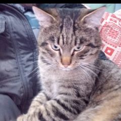 Подробнее об объявлении «Екатеринбург Пропало домашнее животное кот» Фото: пропало другое животное  «Екатеринбург Пропало домашнее животное кот» в г. Екатеринбург