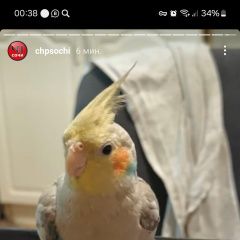 Подробнее об объявлении «Пропал попугай Сочи» Фото: пропало другое животное  «Пропал попугай Сочи» в г. Сочи