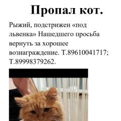 Подробнее об объявлении «Пропал кот Лыткарино» Фото: пропала кошка  «Пропал кот Лыткарино» в г. Лыткарино