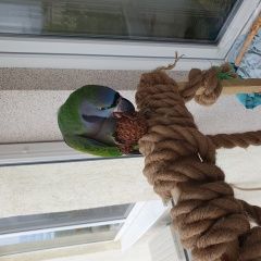 Подробнее об объявлении «Пропал попугай кольчатый попугай Симферополь» Фото: пропало другое животное  «Пропал попугай кольчатый попугай Симферополь» в г. Симферополь