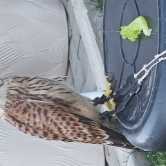 Подробнее об объявлении «Пропало домашнее животное сокол пустельга Таганрог» Фото: пропало другое животное  «Пропало домашнее животное сокол пустельга Таганрог» в г. Таганрог