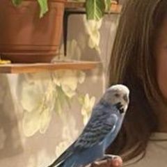 Подробнее об объявлении «Пропал попугай волнистый попугай Иркутск» Фото: пропало другое животное  «Пропал попугай волнистый попугай Иркутск» в г. Иркутск