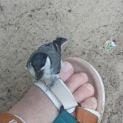 Подробнее об объявлении «Нижний Новгород Пропало домашнее животное 4 июля около детской поликлиники номер 2» Фото: пропало другое животное  «Нижний Новгород Пропало домашнее животное 4...» в г. Нижний Новгород