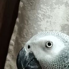 Подробнее об объявлении «Пропал попугай улетел попугай жако Сочи» Фото: пропало другое животное  «Пропал попугай улетел попугай жако Сочи» в г. Сочи