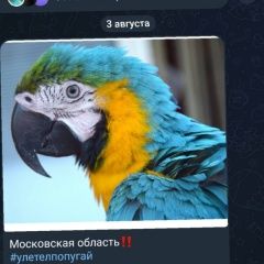 Подробнее об объявлении «Пропал попугай ара Голицыно (Московская обл.)» Фото: пропало другое животное  «Пропал попугай ара Голицыно (Московская обл.)» в г. Голицыно (Московская обл.)