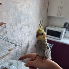 Подробнее об объявлении «Пропал попугай улетел попугай Севастополь» Фото: пропало другое животное  «Пропал попугай улетел попугай Севастополь» в г. Севастополь