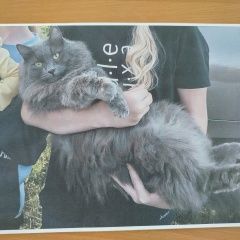 Подробнее об объявлении «Тольятти Пропало домашнее животное кот» Фото: пропало другое животное  «Тольятти Пропало домашнее животное кот» в г. Тольятти