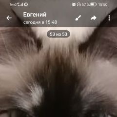 Подробнее об объявлении «Пропала кошка Томск» Фото: пропала кошка  «Пропала кошка Томск» в г. Томск