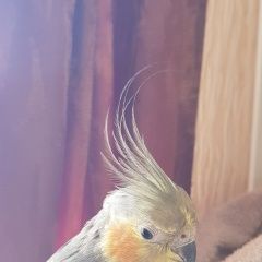 Подробнее об объявлении «Пропал попугай Севастополь» Фото: пропало другое животное  «Пропал попугай Севастополь» в г. Севастополь