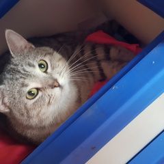 Подробнее об объявлении «Шахты Пропало домашнее животное кот» Фото: пропало другое животное Британская длинношерстная кошка «Шахты Пропало домашнее животное кот» в г. Шахты