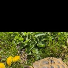 Подробнее об объявлении «Истра Пропало домашнее животное черепаха сухопутная» Фото: пропало другое животное  «Истра Пропало домашнее животное черепаха...» в г. Истра