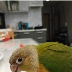 Подробнее об объявлении «Пропал попугай улетел ручной окольцованный попугай Симферополь» Фото: пропало другое животное  «Пропал попугай улетел ручной окольцованный...» в г. Симферополь