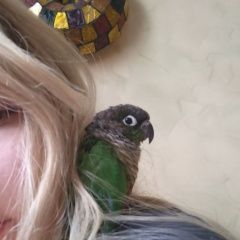 Подробнее об объявлении «Пропал попугай Москва» Фото: пропало другое животное  «Пропал попугай Москва» в г. Москва
