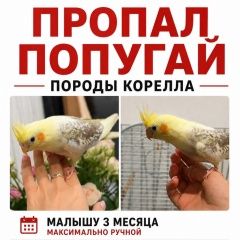 ����: ������� ������ ��������  ���������� ������ ������� ������ �������, ������ � �. ���������