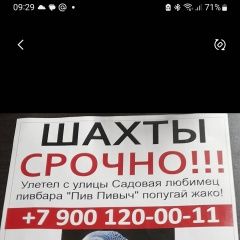 Подробнее об объявлении «Шахты Пропал попугай жако» Фото: пропало другое животное  «Шахты Пропал попугай жако» в г. Шахты