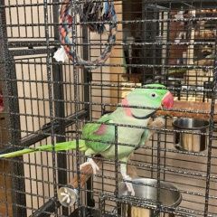 Подробнее об объявлении «Подольск Пропал попугай улетел попугай» Фото: пропало другое животное  «Подольск Пропал попугай улетел попугай» в г. Подольск