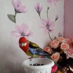 Подробнее об объявлении «Набережные Челны Пропал попугай розелла» Фото: пропало другое животное  «Набережные Челны Пропал попугай розелла» в г. Набережные Челны