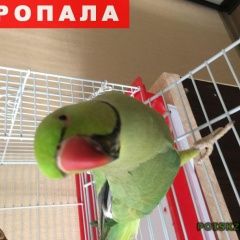 Подробнее об объявлении «Пропал попугай зелёный крупный попугай (ожереловый) Нижний Новгород» Фото: пропало другое животное  «Пропал попугай зелёный крупный попугай...» в г. Нижний Новгород